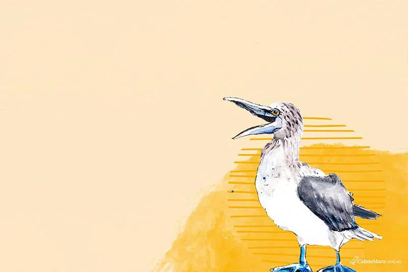 Desktophintergrund, Booby Blaufuß