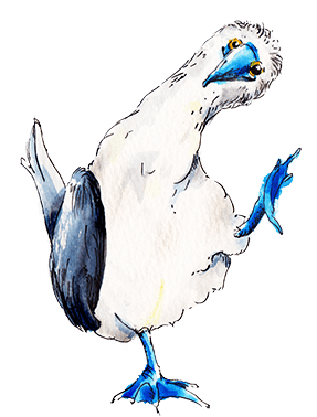 Booby aus dem CalmeMara Verlag Bielefeld Blaufußtölpel