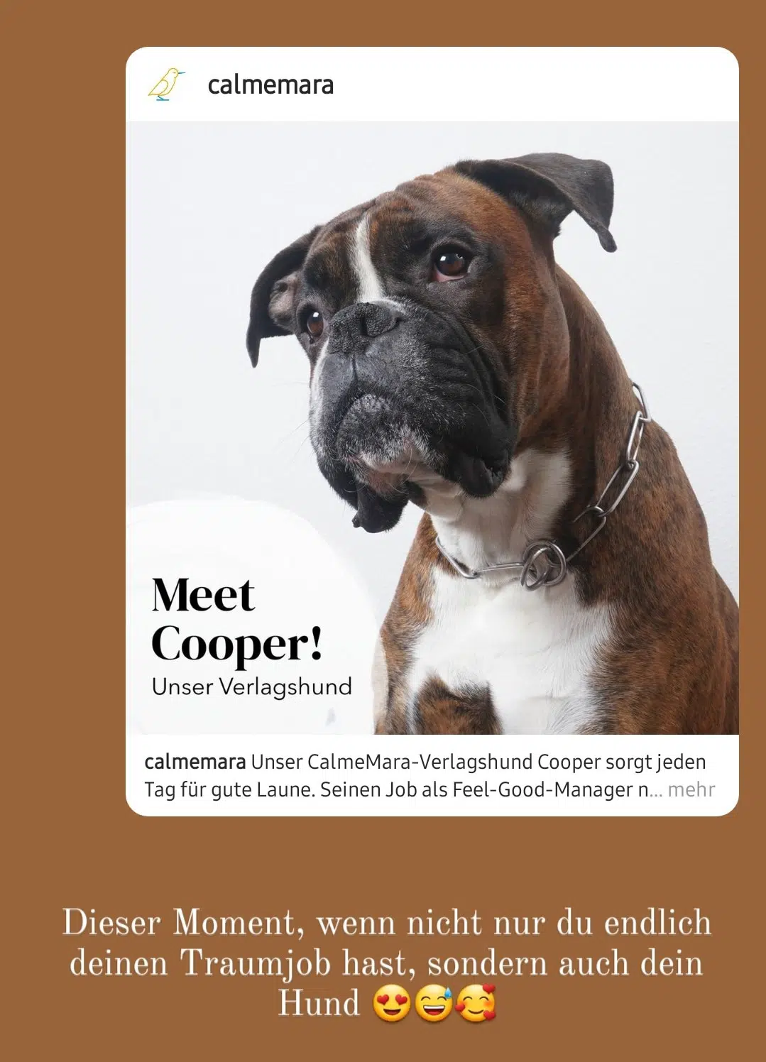 Meet Cooper! - Unser Verlagshund; Unser CalmeMara-Verlagshund Cooper sorgt jeden Tag für gute Laune; Dieser Moment, wenn nicht nur du endlich deinen Traumjob hast, sondern auch dein Hund