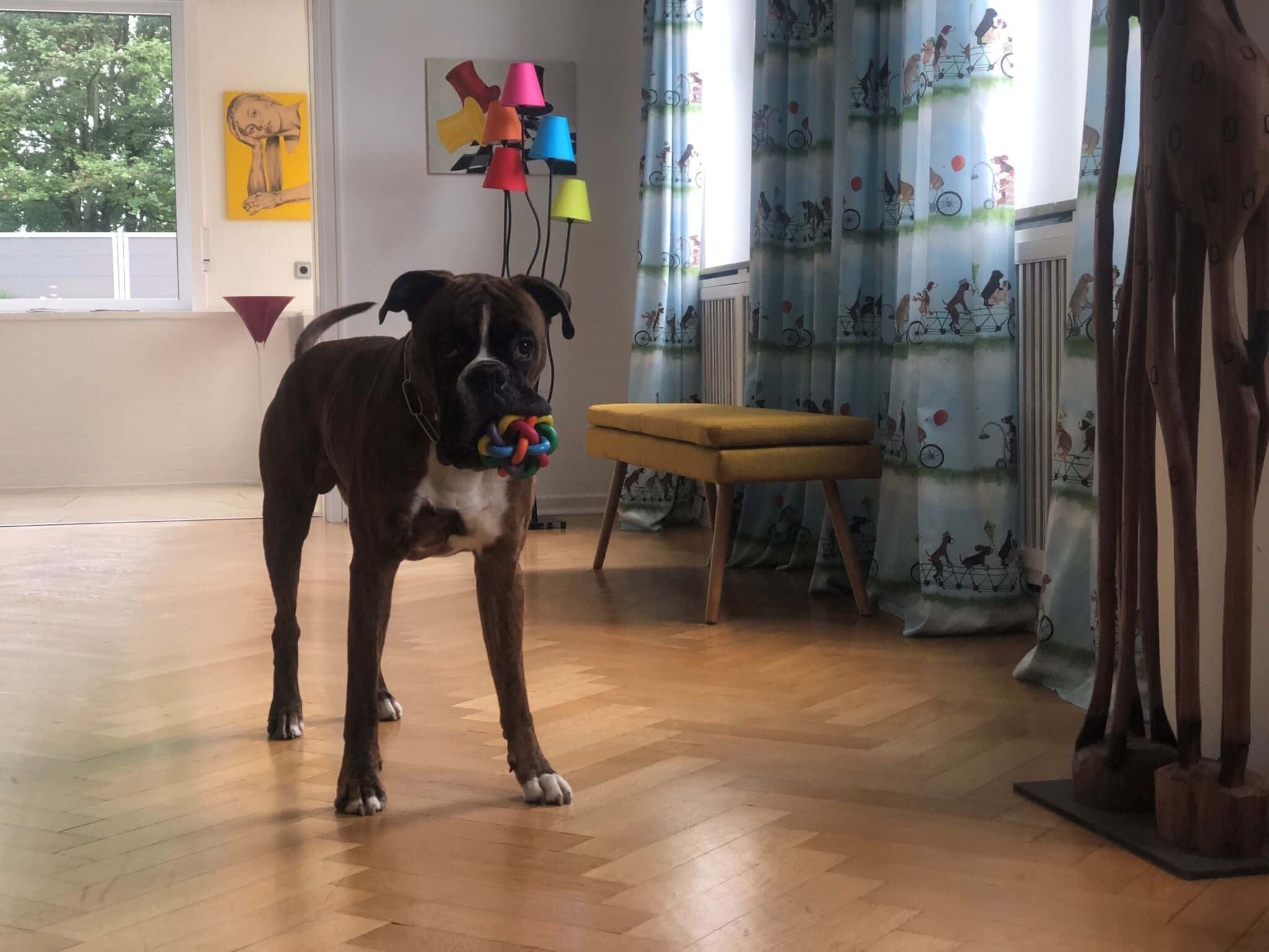 Hund Cooper mit Spielzeug im Maul