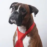Cooper Foto: Hund Cooper mit roter Krawatte