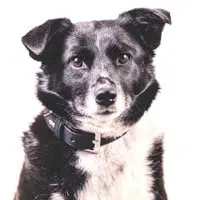Una Foto: Hund Una