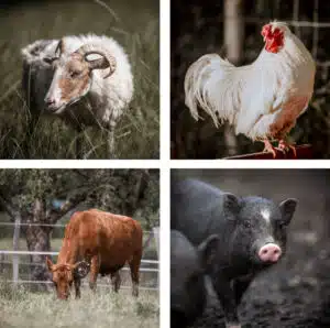 SentanaTiere eine Ziege, ein Huhn, eine Kuh und ein Schwein