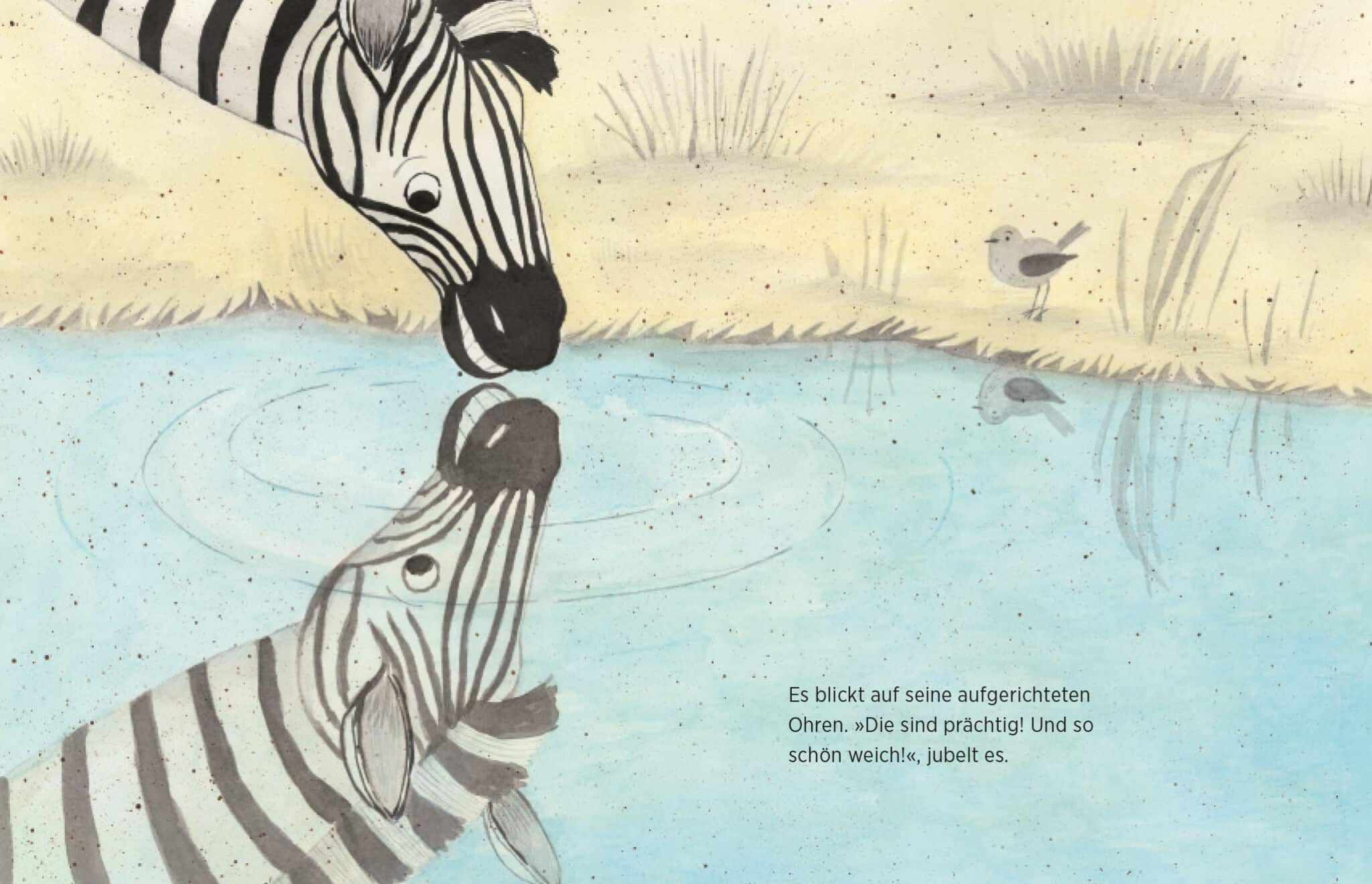 Innenseite " Das Spiegelzebra ": Bild: ein Zebra schaut sich sein Spiegelbild im Wasser an; Text: Es blickt auf seine aufgerichteten Ohren. „Die sind prächtig! Und so schön weich!”, jubelt es.