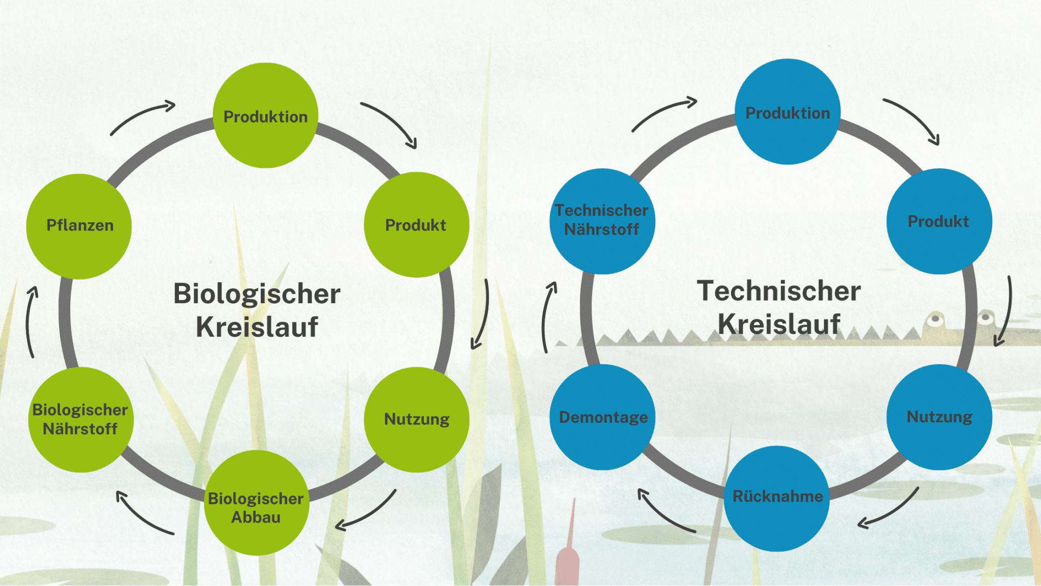 Grafik: Biologischer Kreislauf - Produktion, Produkt, Nutzung, biologischer Abbau, biologischer Nährstoff, Pflanzen | Technischer Kreislauf - Produktion, Produkt, Nutzung, Rücknahme, Demontage, technischer Nährstoff