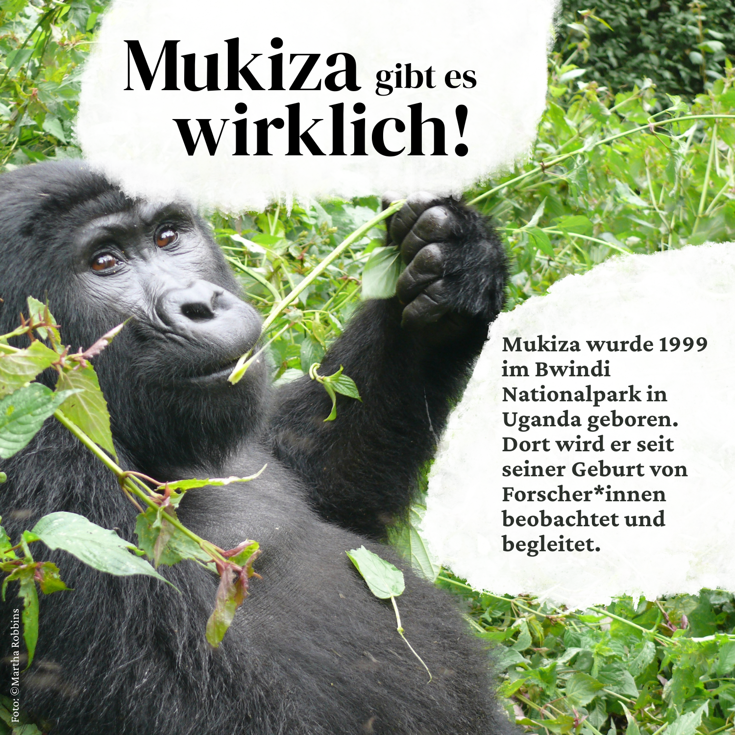 Ein Berggorilla ist in natürlicher Umgebung abgebildet und es wird aufgeklärt, dass es Mukiza wirklich gibt.