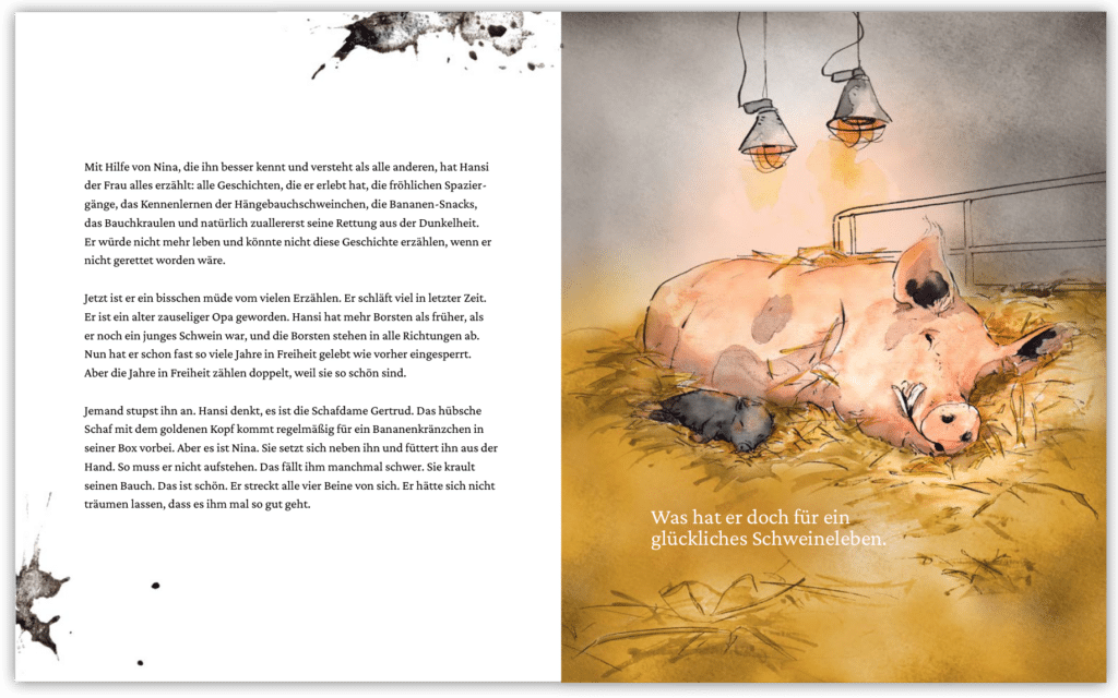 Innenseite von "Ein Buch für Hansi": Bild: Hansi und ein kleineres Schwein liegen auf einem Strohhaufen, Aufschrift "Was hat er doch für ein glückliches Schweineleben"; Text: Mit Hilfe von Nina, die ihn besser kennt und versteht als alle anderen, hat Hansi der Frau alles erzählt: alle Geschichten, die er erlebt hat, die fröhlichen Spaziergänge, das Kennenlernen der Hängebauchschweinchen, die Bananen-Snacks, das Bauchkraulen und natürlich zuallererst seine Rettung aus der Dunkelheit. Er würde nicht mehr leben und könnte nicht diese Geschichte erzählen, wenn er nicht gerettet worden wäre. Jetzt ist er ein bisschen müde vom vielen Erzählen. Er schläft viel in letzter Zeit. Er ist ein alter zauseliger Opa geworden. Hansi hat mehr Borsten als früher, als er noch ein junges Schwein war, und die Borsten stehen in alle Richtungen ab. Nun hat er schon fast so viele Jahre in Freiheit gelebt wie vorher eingesperrt. Aber die Jahre in Freiheit zählen doppelt, weil sie so schön sind. Jemand stupst ihn an. Hansi denkt, es ist die Schafdame Gertrud. Das hübsche Schaf mit dem goldenen Kopf kommt regelmäßig für ein Bananenkränzchen in seiner Box vorbei. Aber es ist Nina. Sie setzt sich neben ihn und füttert ihn aus der Hand. So muss er nicht aufstehen. Das fällt ihm manchmal schwer. Sie krault seinen Bauch. Das ist schön. Er streckt alle vier Beine von sich. Er hätte sich nicht träumen lassen, dass es ihm mal so gut geht.