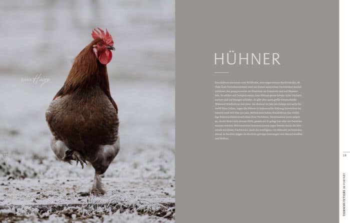 Innenseite " Tierschutztiere im Portrait ": Hahn Hugo, Überschrift "Hühner"
