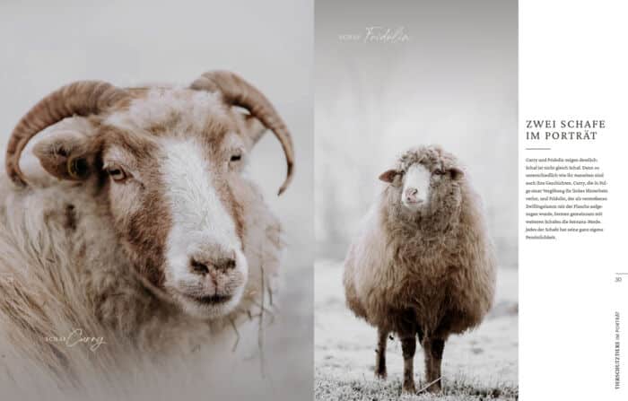 Innenseite " Tierschutztiere im Portrait ": zwei Schafe im Portrait, Schaf Curry und Schaf Fridolin