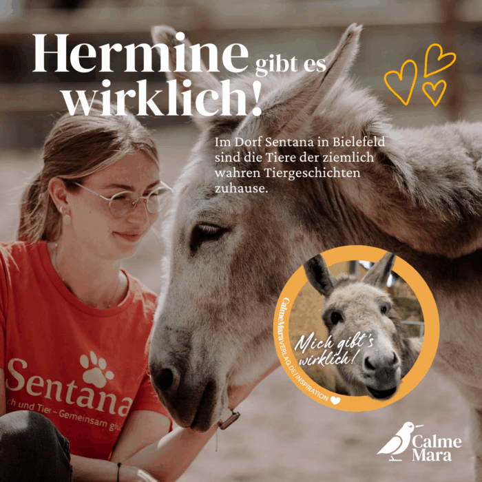 Text: Hermine gibt es wirklich mit Bild vom Tier